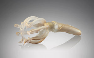 Sculpted By Nature: Glass Art as a Voice for Earth's Flora